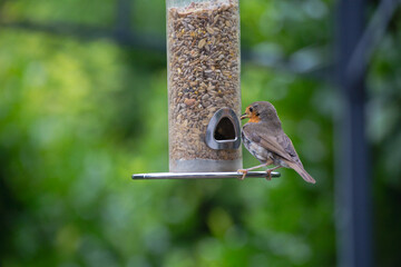 Rotkelchen Erithacus rubecula