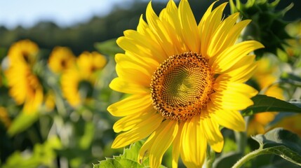 Obraz premium Sunflowers in Summer: Bright Blooms Under the Sun