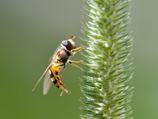 marmalade hoverfly