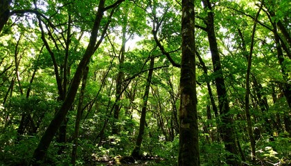 Fototapeta premium Lush forest canopy