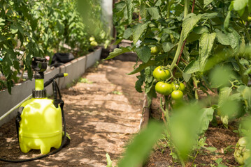 Protect tomato plants from pests and diseases with a pressure sprayer in a tunnel greenhouse