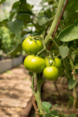 branch of tomatoes with green fruits in greenhouse in summer. Growing tomatoes on farm.