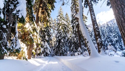 Snowy forest path in winter sunlight