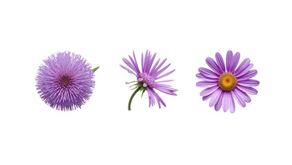 Isolated trio of aster flowers showcasing delicate purple petals in full bloom against transparency