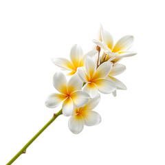 Naklejka premium Elegant frangipani blossoms showcasing delicate beauty and refined floral aesthetics enhanced with
