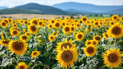 Obraz premium Sunflowers in Summer: Bright Blooms Under the Sun