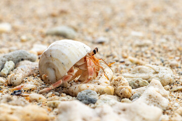 The hermit crab - Coenobita perlatus walks on a beach