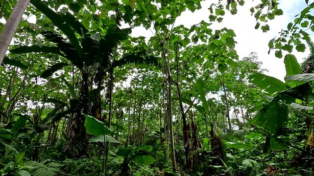 Agricultural area with balsa trees, one of the most used and lighest trees