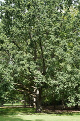 Obraz premium Ansicht einer alten Eiche im Großen Tiergarten in Berlin im Sommer