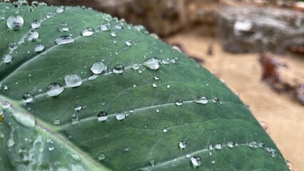 Macro Shot of Fresh Raindrops on a Dark Green Leaf