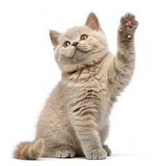 Cute British Shorthair cat sitting with raised paw, isolated on white