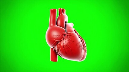 Anatomically Correct 3D Human Heart Beating and Pulsating on a Green Screen Background for Chroma Keying.