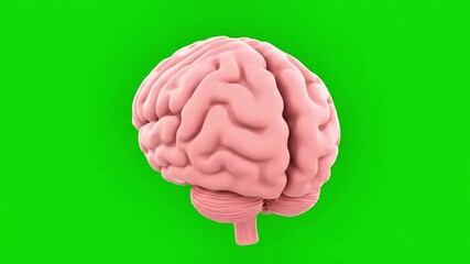 Animated 3D model of a human brain rotating on a green screen background for chroma key compositing.