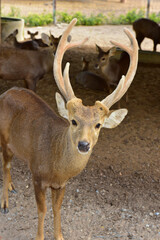 female deer in the park