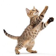 Playful tabby cat jumping with paws stretched, isolated on pure white