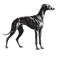 black greyhound Silhouette Vector, High Quality Illustration on White Background