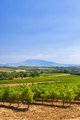 Lush vineyards growing under Mont Ventoux in the Drome region of France