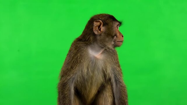 Adorable Monkey Posing and Scratching Head on Green Screen: Captivating Wildlife Footage for Creative Projects and Digital Compositions
