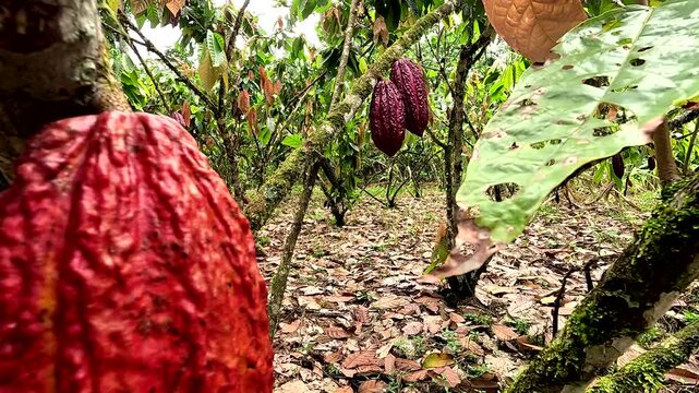 Moving along ripe and unripe purple and red cacao pods, most likely of the Trinitario or CCN-51 breed - natural tropical food background
