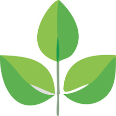 green leaf isolated on white background