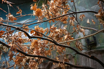 Dry autumn leaves and tree branches in zoo enclosure