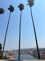 palm trees on the coast of crete