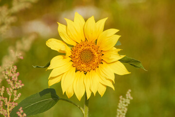 sunflower in the field