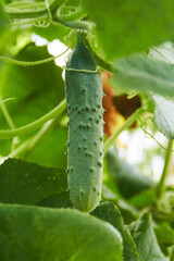 organic cucumber  grown in the garden