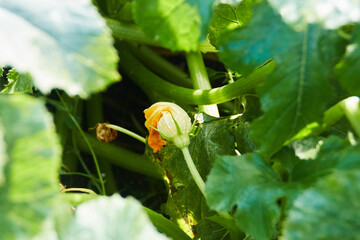 flower of a  zucchini 