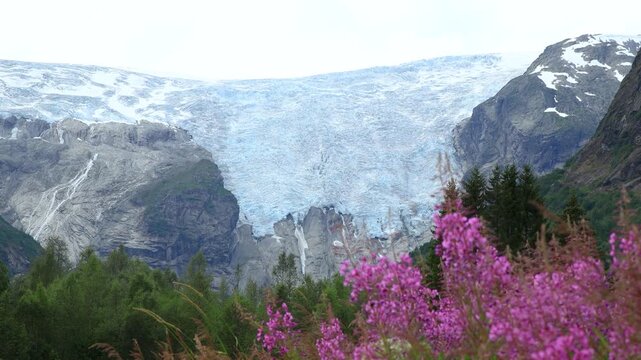 B&oslash;yabreen Glacier with pink flowers in the foreground in Norway, travel hiking experience