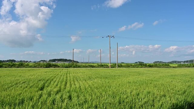 Korean traditional rice farming. Korean rice farming scenery. Korean rice paddies.Rice field and the sky in Ganghwa-do, Incheon, South Korea.