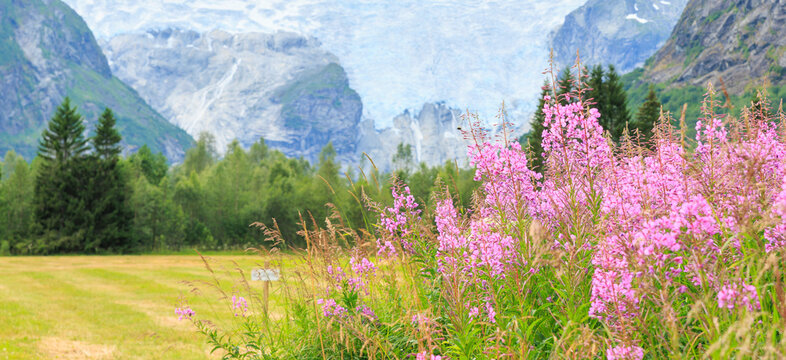 the pink fireweed with flurry glacier mountain in the background, Norway summer