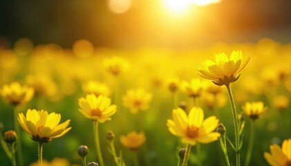 Fototapeta premium A sunlit field of bright yellow wildflowers, bathed in golden light, evokes a sense of sacred peace and tranquility The vibrant color symbolizes purity and divine energy , belief, summer, nature