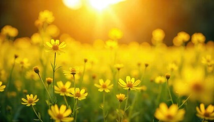 Fototapeta premium A sunlit field of bright yellow wildflowers, bathed in golden light, evokes a sense of sacred peace and tranquility The vibrant color symbolizes purity and divine energy , spiritual, summer