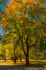 Fototapeta premium Colorful trees along city street in Old Salem North Carolina.