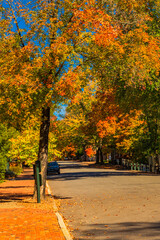 Old Salem North Carolina street scene with copious fall colors on trees on the street.