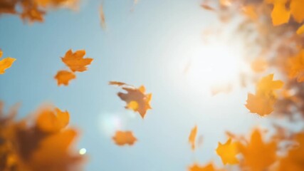 Golden Maple Leaves Gently Falling Against a Bright Blue Sky in Autumn Video