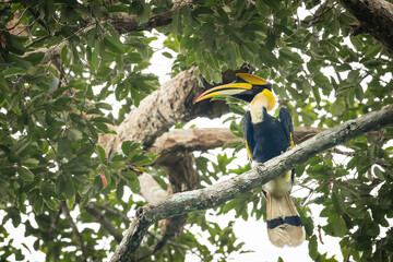 Great hornbill (Buceros bicornis) in jungle khao yai national forest park, Thailand.Hornbill perched on tree branch surrounded by green leaves.Bird wildlife in the natue. © arcyto