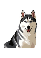 siberian husky dog vector illustration white background © Jagone Mas Zan