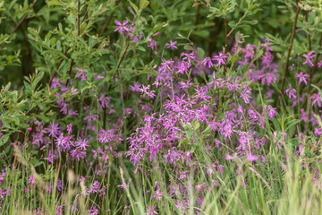 Fototapeta premium Ragged robin flowers growing in the meadow in Poland