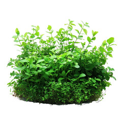 Fototapeta premium A lush green plant with numerous leaves and stems, set against a transparent background