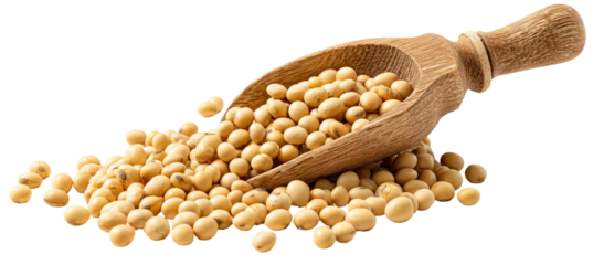 Wooden scoop filled with light beige soybeans