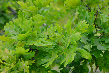 Close-up of vibrant green oak leaves in sunlight, nature's beauty revealed