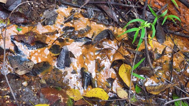 A mineral stream on the slope of the volcano with an abundance of iron oxide (iron deposits). The plants are covered with colored salt. Sulawesi Island. Indonesia