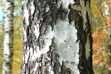 beautiful scene with birches in yellow autumn birch forest
