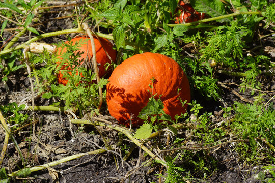 Orange fruits of the squash, pumpkin, cucurbita maxima duchesne in a Dutch garden. Family  Cucurbitaceae