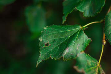 A green leaf with brown edges and small black spots shows signs of decay or disease, captured in sharp forest detail.