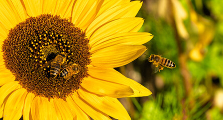 Obraz premium Honey bees Apis mellifera on sunflower Helianthus annuus collecting pollen