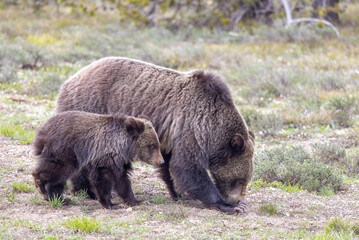Fototapeta premium Sow and Cub Grizzly Bear in Grand Teton National Park Wyoming in Springtime