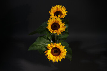 Drei Sonnenblumen in einer Blumenvase im Studiolicht.